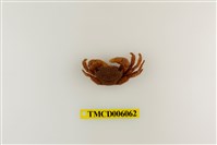 藏品(褶痕厚紋蟹)的圖片